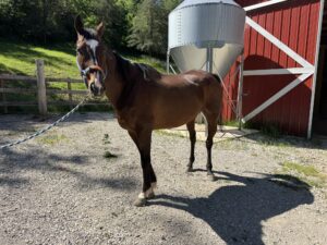 Bandit, a dark horse