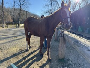 Beauty, a dark brown horse