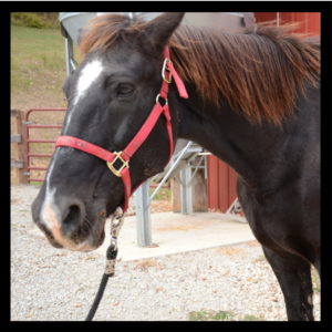 Big Jake, a brown horse with a white blaze