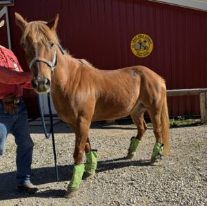 Boone, a light brown horse