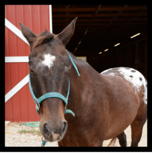 Dakota, a spotted horse with a white blaze
