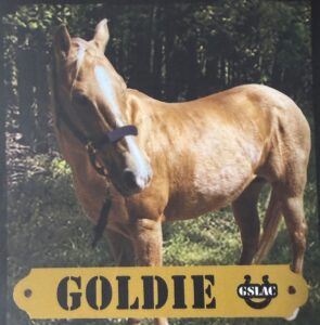 Goldie, a palomino horse