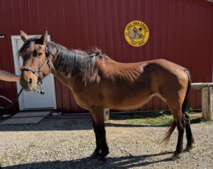 Josie, a brown horse beside a barn