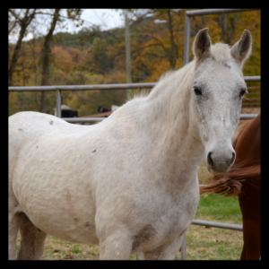 Smokey, a white horse