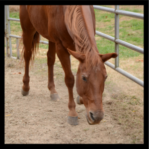 Skipper, a brown horse